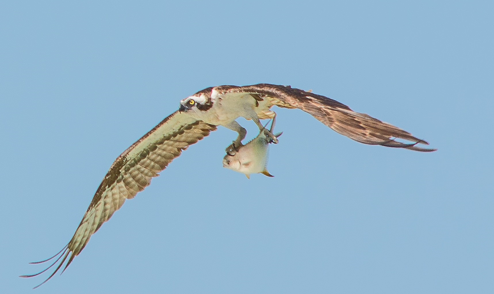 osprey lifespan