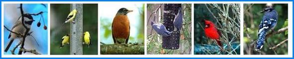 backyard-birds-commonly-seen-birds-in-southern-ontario-les-oiseaux