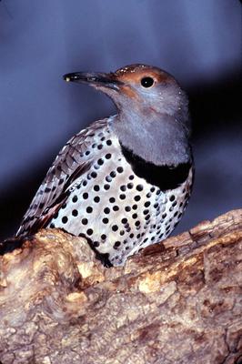 Common Flicker Ontario