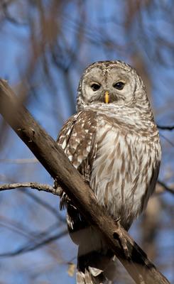 Barred Owl Ontario