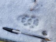 Ontario big cat footprints