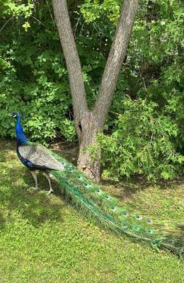 Peacock in Brampton Ontario