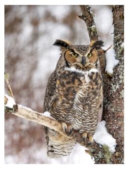 Great Horned Owl sighted in southern Ontario