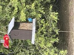 Indigo Bunting at bird feeder in Mount Forest Ontario