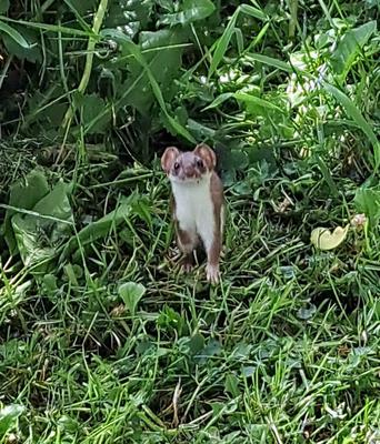 weasel in Ontario