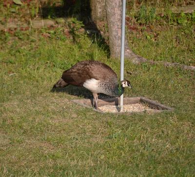 Peacocks sighted in Hastings Ontario