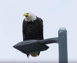 Bald Eagle, Beachville, Ontario