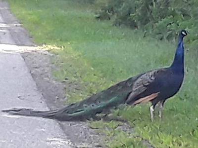 Peacock near Kitchener, Ontario