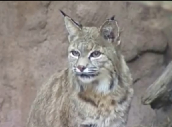 Bobcat in Ontario