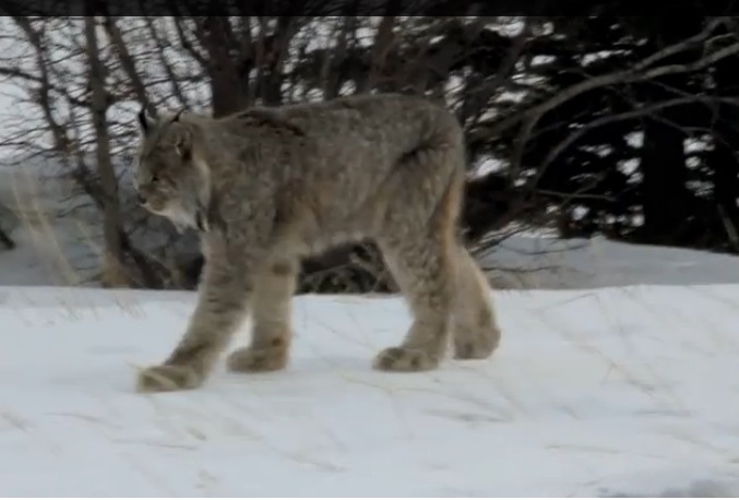 Lynx in Ontario