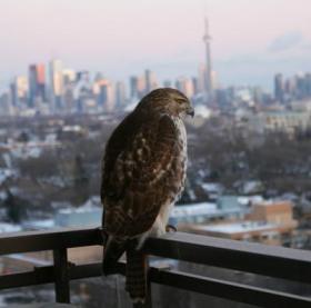 Ontario hawk on balcony railing