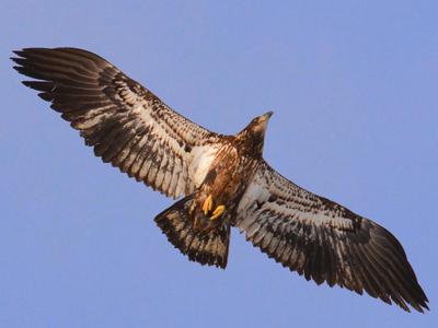 Immature Bald Eagle