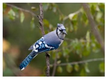 Ontario Blue Jays