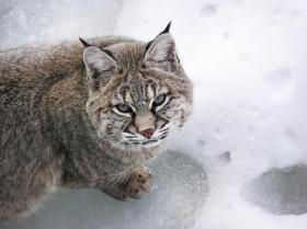 Bobcat in Ontario