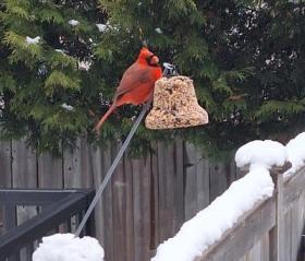 the beautiful Cardinal feeding on a seed bell