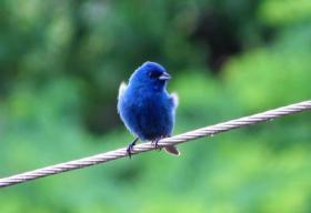 Blue Indigo Bunting, Ontario