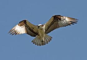 Osprey in southern Ontario