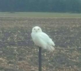 Snowy Owl on a post near St Thomas, Ontario