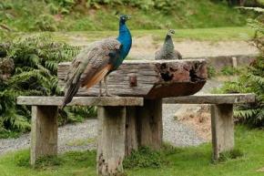 wild peafowl in Ontario