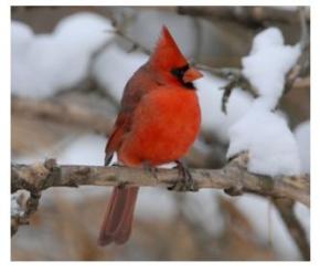 Ontario male Cardinal, close up