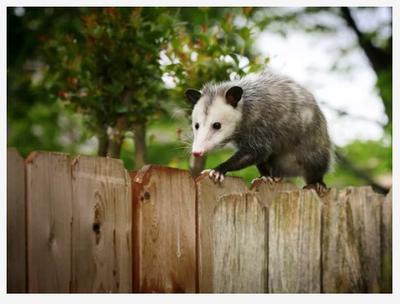 Opossum in backyard - widespread in Ontario