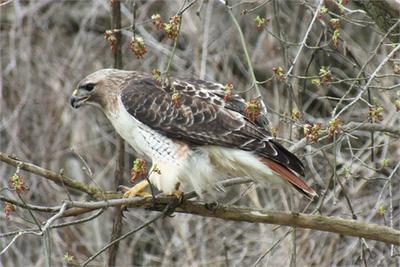 bird of prey in Ontario