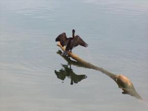 Ontario Cormorant