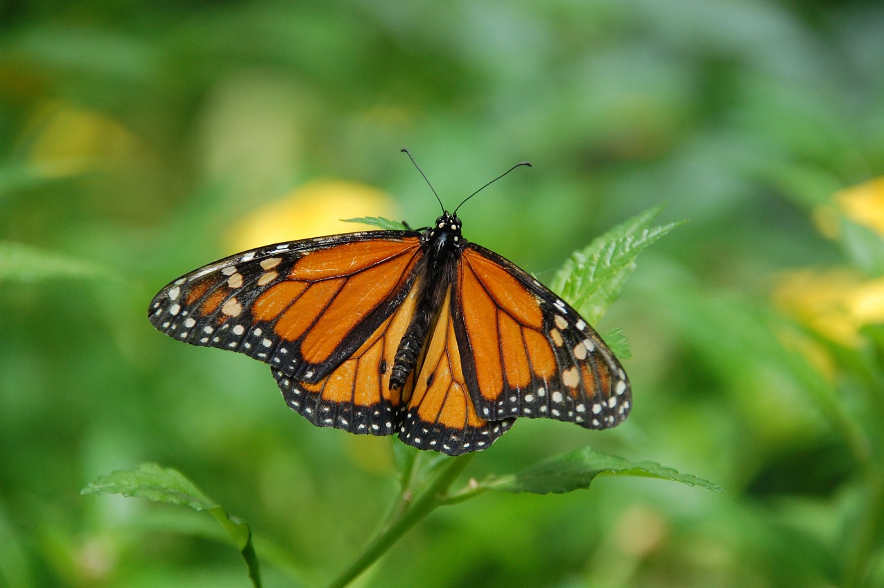 Monarch Butterfly in Ontario