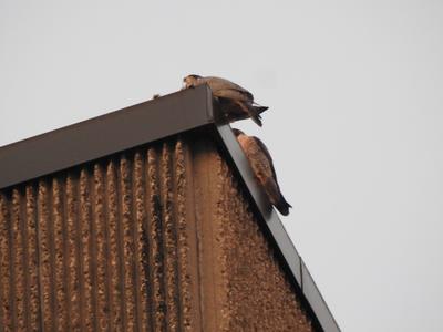 peregrine falcons on roof in Oshawa, Ontario