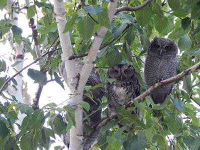 Three owls in tree