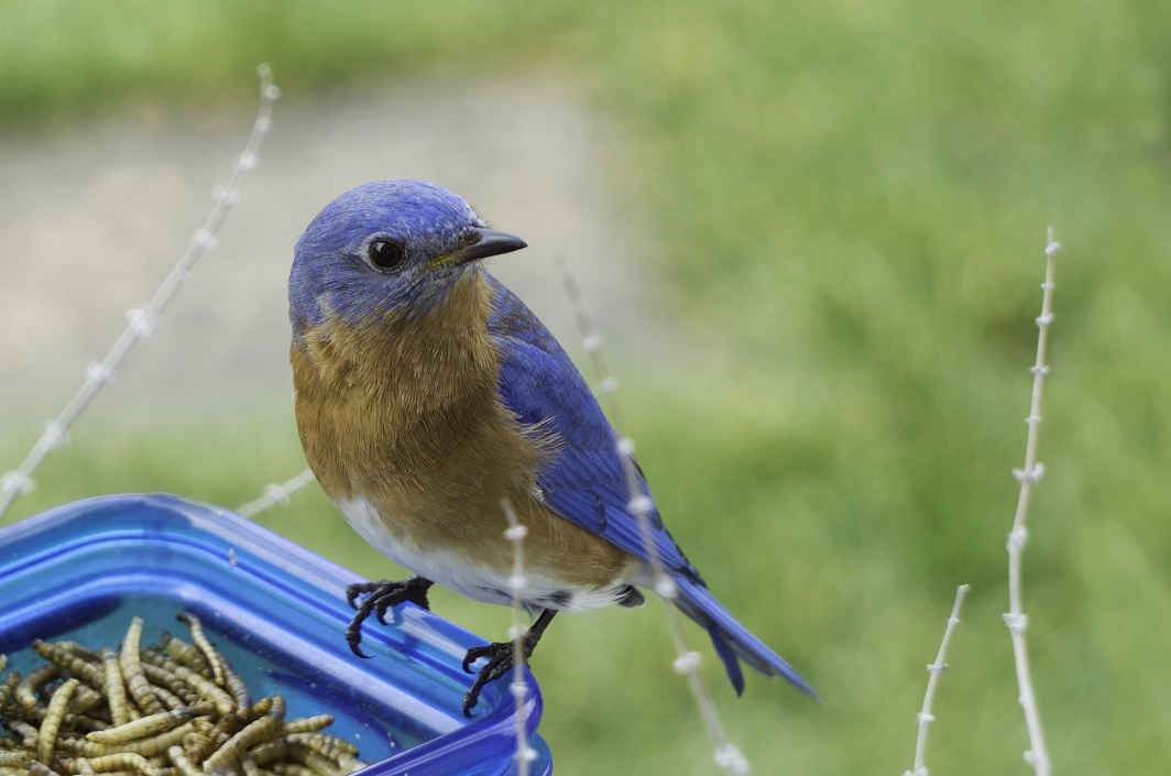 North American Bluebird