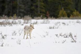 Winter Coyote in Ontario