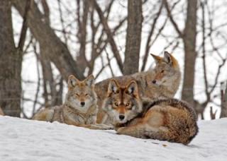 Ontario Coyotes, close up