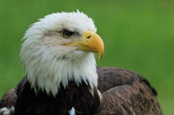 Ontario Bald Eagle, close up