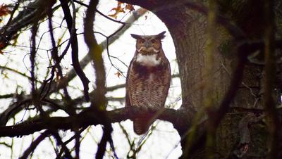 Great Horned Owl