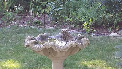 Ontario small grey owl in birdbath