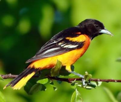 Baltimore Oriole, breeds in southern Ontario and eastern United States