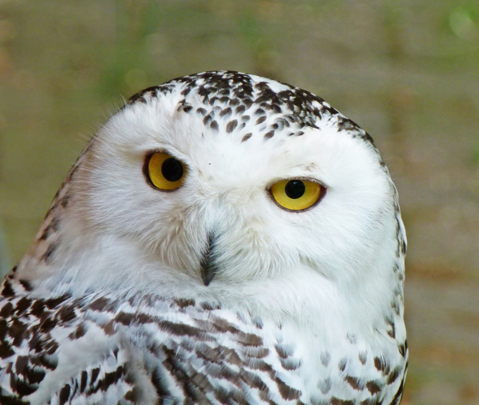 The Snowy Owl breeds in the Arctic, winters south in Canada & USA