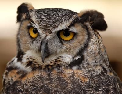 Great Horned Owl