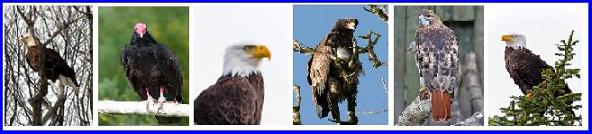 Six Birds of Prey in Ontario including the Bald Eagle, Turkey Vulture and Red Tail Hawk