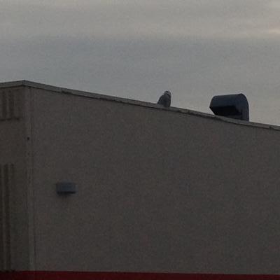 Snowy Owl on Canadian Tire, Whitby