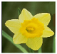 Daffodil of spring in Ontario