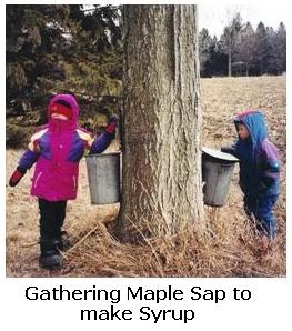 tapping maple trees for sap in the spring, Aylmer, Ontario