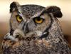 Great Horned Owl