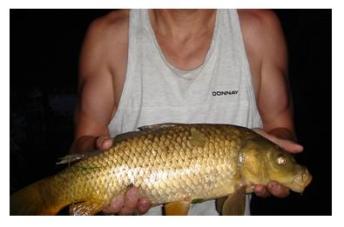 Sunnybrook Farm - fish in the river