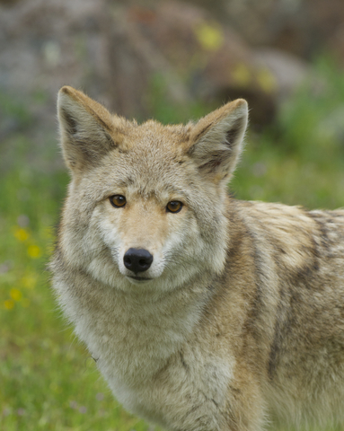 Coyotes in Ontario, secretive and stealthy, these animals are here