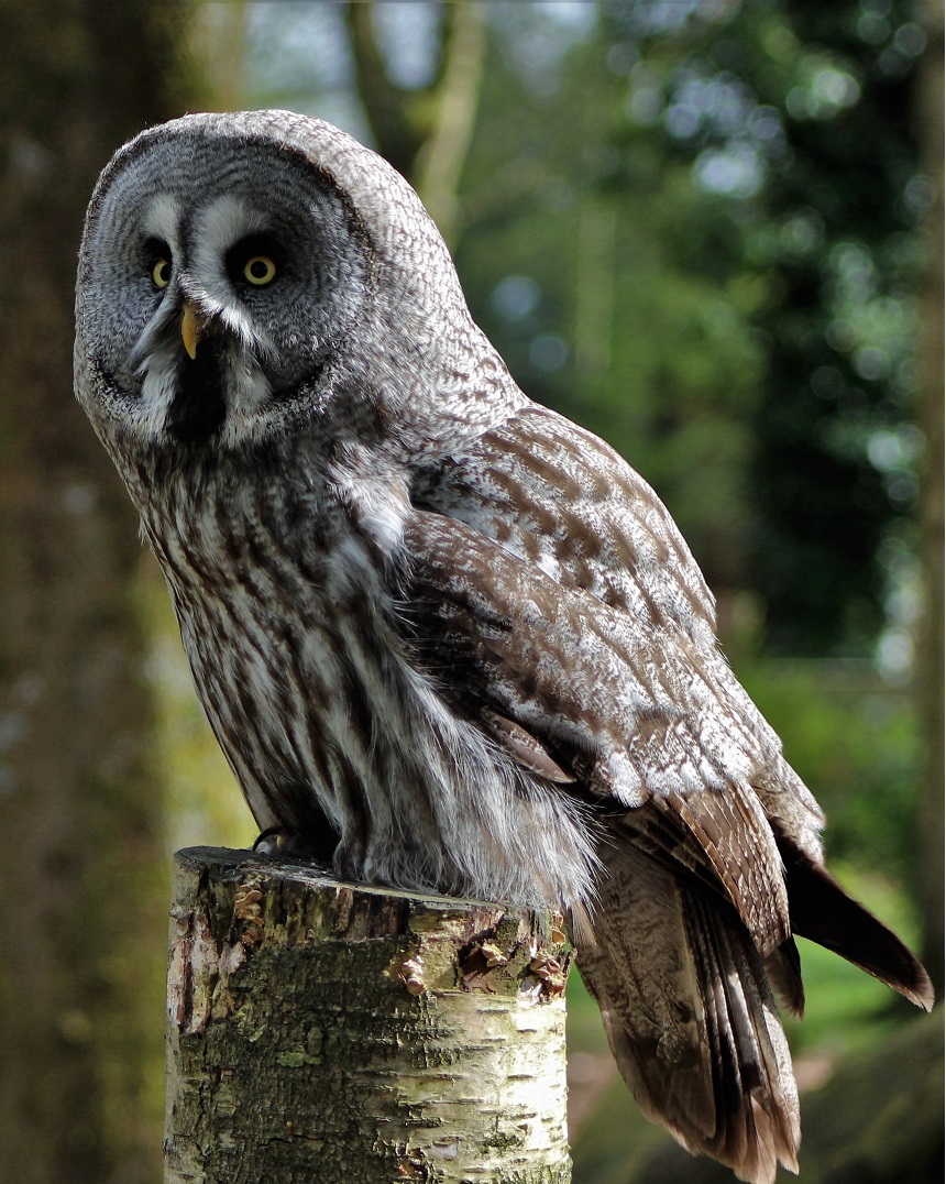 Great Grey Owl on tree stump daylight