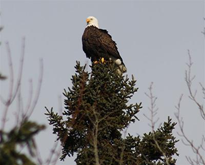 Bald Eagle (courtesy of Kaye Edmonds)