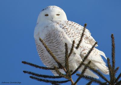 Snowy Owl