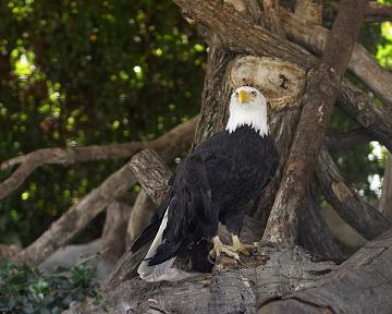 Bald Eagle in tree